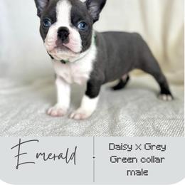 Emerald - Blue male Boston Terrier puppy in West Jefferson, Ohio from Kline Kennels
