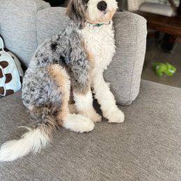 Aussiedoodle, Bernedoodle, Goldendoodle, and Irish Doodle Puppies from Sun Valley Goldendoodles