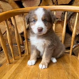 Bingo - Red tri-color female Australian Shepherd puppy in Hillsboro, Oregon from A&D Australian Shepherds