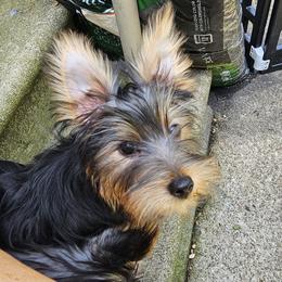Silky Terrier Puppies from Brawley's Beautiful Babies