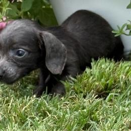 Willow - Fawn (Isabella) female Dachshund puppy in Fort Worth, Texas from Louis' Litters
