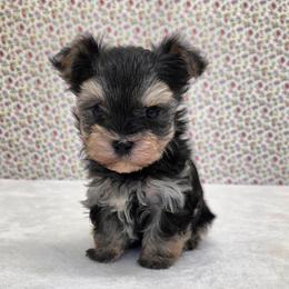 Smokey - Black & tan tri-color male Morkie puppy in Monticello, Iowa from Ashley’s Puppies