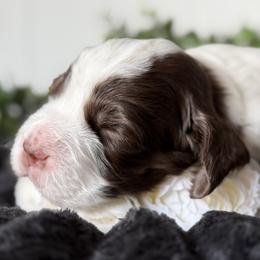 Boy 2 - male English Springer Spaniel puppy in Tea, South Dakota from Mindy's English Springer Spaniels