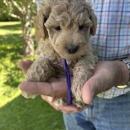 Miss Vanilla - Brown female Bernedoodle puppy in Cody, Wyoming from Yellowstone Breeders