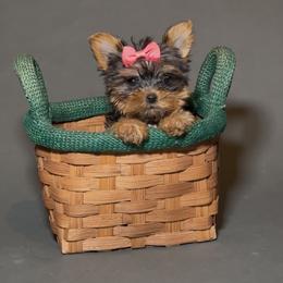 Lady - Blue and gold female Yorkshire Terrier puppy in San Diego, California from BC Breeders Association