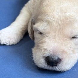 Bert - Apricot male Goldendoodle puppy in Western Massachusetts, Massachusetts from Magical Goldendoodles of Pioneer Valley, MA
