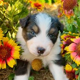 Cain - Black tri-color male Australian Shepherd puppy in Wauneta, Nebraska from 4H Aussies