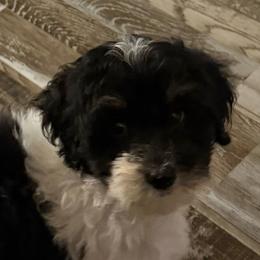 Daffy Duck - Parti male Maltipoo puppy in Wayland, New York from Loris Pampered Pooches💕