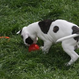 American Bulldog Puppies from Ferocia Kennels