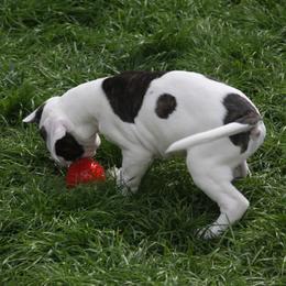 American Bulldog Puppies from Ferocia Kennels