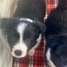Star - Black and white female Border Collie puppy in Lakeview, Michigan from Haven Creek Farm