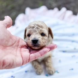 Kai - Apricot male Goldendoodle puppy in Wiggins, Mississippi from Hall Family Doodle Ranch