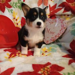 Girl 4 - Black and tan female American Corgi puppy in Pioneer, Michigan from Country Corners Corgis