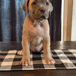 Mint - Fawn female Cane Corso puppy in Briggs, Texas from Capital City Corso’s