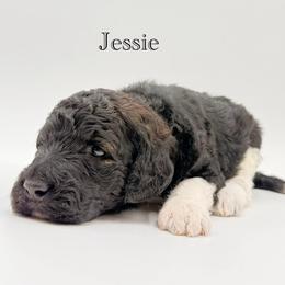 Jessie - Parti female Goldendoodle puppy in Milford, Pennsylvania from Doodles Are Golden