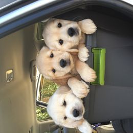 Golden Retriever Puppies from Chablisse Golden Retrievers