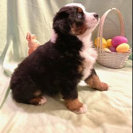 Miniature Australian Shepherd Puppies from Liberty Luck Mini Aussies