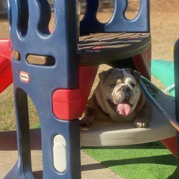 Boxers, Bulldogs, and French Bulldogs from Lafayette Bulldogs & Boxers