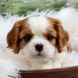 Cavalier King Charles Spaniel Puppies from Royalheart Cavalier King Charles
