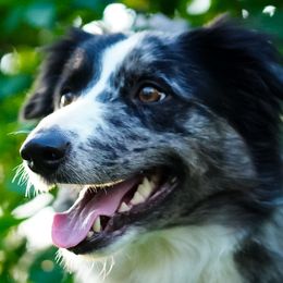 Shiloh - Border Collie