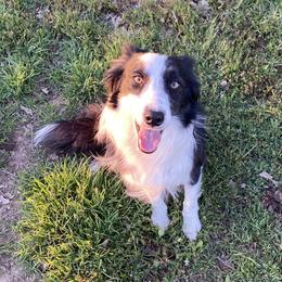 Lilly - Border Collie