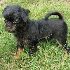 Beaucerons and Brussels Griffons from A Mes Cotes