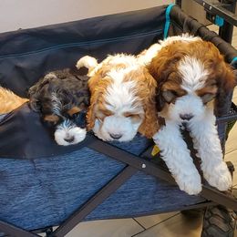 Bernedoodles, Bernese Mountain Dogs, Cavapoos, Goldendoodles, and Poodles from Happy Valley Puppies