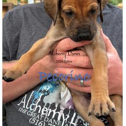 Pecorino - Fawn male Great Dane puppy in Medford, New York from Alchemy Danes
