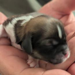 Holly - Brindle female Lhasa Apso puppy in Fort Worth, Texas from Cynthia's Lhasa Apsos