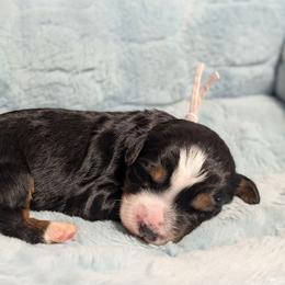 Pumpernickel - Tri-color male Bernedoodle puppy in Mount Pleasant, Tennessee from Amy Brewer