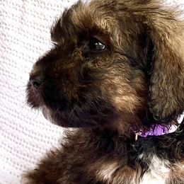 Girl 2 - Phantom Bernedoodle puppy in Jamestown, Tennessee from Yellow Cliff Doodles