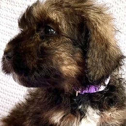 Girl 2 - Phantom Bernedoodle puppy in Jamestown, Tennessee from Yellow Cliff Doodles