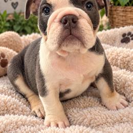Jessica - Blue tri-color female Bulldog puppy in Cumming, Georgia from Happy Place Kennels