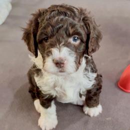 Gale - Red tri-color female Aussiedoodle puppy in Mesa, Arizona from Sweet AZ Doodles