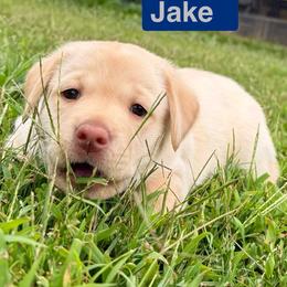Jake - Yellow male Labrador Retriever puppy in Culpeper, Virginia from Blue Ridge Canine