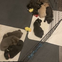 Dilute Retriever Puppies from Summer Lovin’ Labradors of Southern