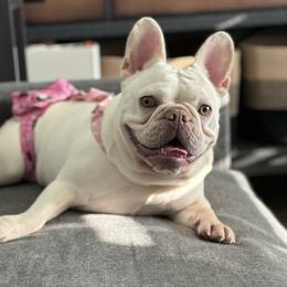 Khaleesi - French Bulldog
