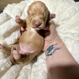Ruby - Red female Dachshund puppy in Bennett, North Carolina from Cherished Dachshunds