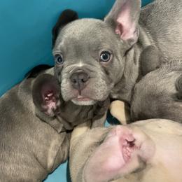Carrolton - Blue male French Bulldog puppy in Metairie, Louisiana from Surcouf Frenchie’s