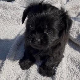 Klover - Black and tan male Yorkshire Terrier puppy in Houston, Texas from Little things