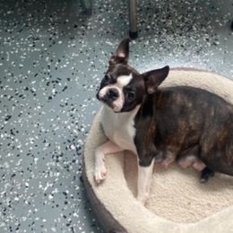 Utalfa - Boston Terrier