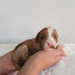 Lyra - Apricot female Goldendoodle puppy in Austin, Texas from Cedarcrest Goldendoodles