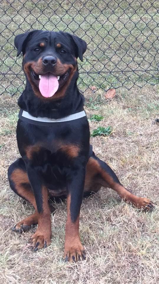 Of The Saints Rottweilers in Maryland | Rottweiler puppies | Good Dog