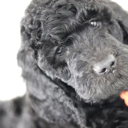 Double Doodle and Goldendoodle Puppies from Remi’s DoubleDoodles