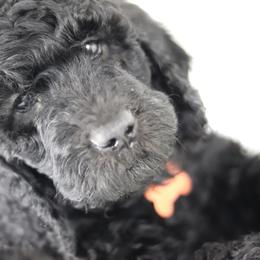 Double Doodle and Goldendoodle Puppies from Remi’s DoubleDoodles