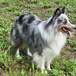 Mishka - Shetland Sheepdog
