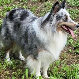 Mishka - Shetland Sheepdog