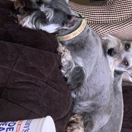 Miniature Schnauzer Puppies from Pierhaus Minature Schnauzers