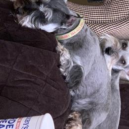 Miniature Schnauzer Puppies from Pierhaus Minature Schnauzers