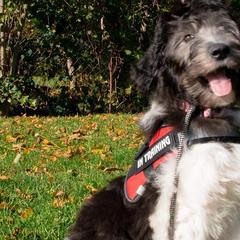 Bordoodles and Sheepadoodles from Evergreen Doodle Dogs